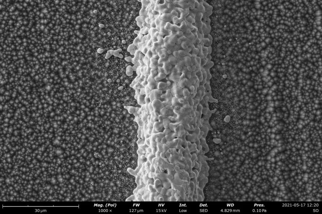 晶硅電池 Ag 電極表面掃描電鏡圖